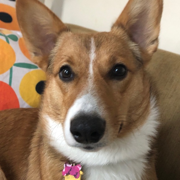 Meet your Posher, Rosie the Corgi - Picture 7 of 10